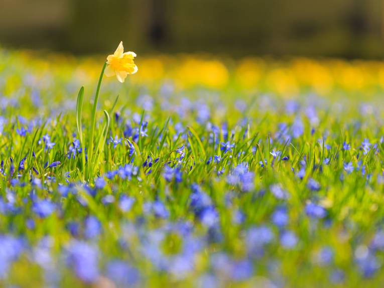 Blumen Herrenhäuser Gärten Bunte Beete